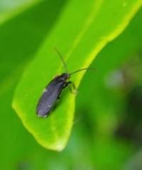 Polemius laticornis