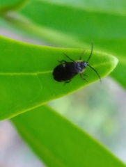 Polemius laticornis