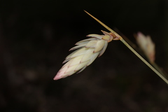 Johnsonia lupulina