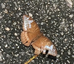 Tanaecia godartii