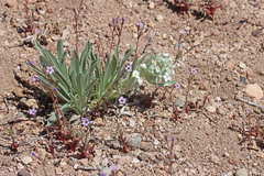 Oreocarya suffruticosa setosa