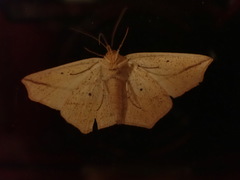 Tetracis crocallata