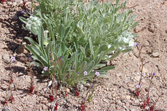 Oreocarya suffruticosa setosa