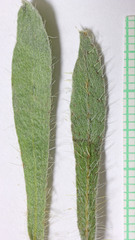 Oreocarya suffruticosa setosa