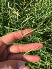 Paspalum denticulatum
