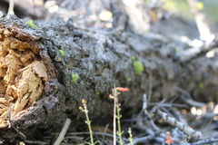 Penstemon rostriflorus