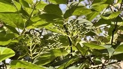 Cornus macrophylla