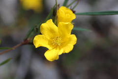 Hibbertia cunninghamii