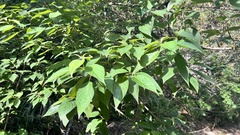 Cornus macrophylla