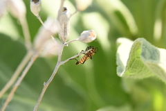 Chauliognathus discus