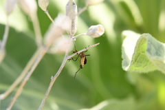 Chauliognathus discus