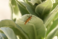Chauliognathus discus