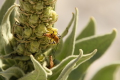 Chauliognathus discus