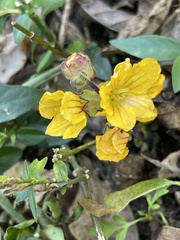 Alectra orobanchoides