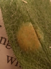 Puccinia symphyti-bromorum