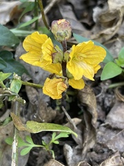 Alectra orobanchoides