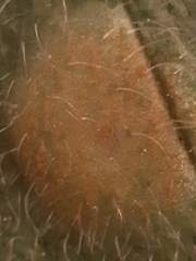 Puccinia symphyti-bromorum