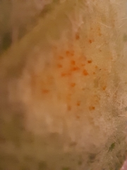 Puccinia symphyti-bromorum