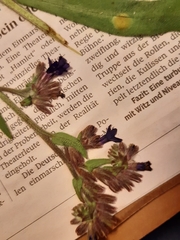 Puccinia symphyti-bromorum