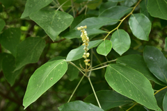 Mallotus apelta