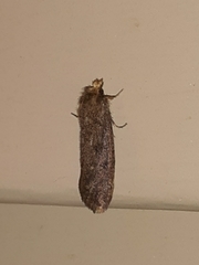 Acrolophus propinqua