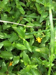 Acmella oppositifolia