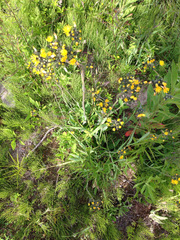 Pilosella caespitosa