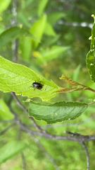Cryptocephalus quadruplex