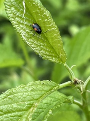 Cryptocephalus quadruplex