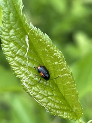 Cryptocephalus quadruplex