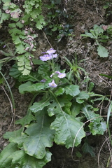 Mazus pulchellus