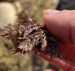 Ellisolandia elongata