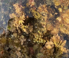 Ellisolandia elongata