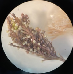 Ellisolandia elongata