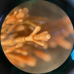 Ellisolandia elongata