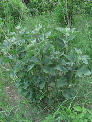 Althaea armeniaca
