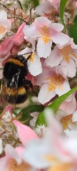 Bombus