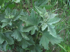 Althaea armeniaca