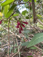 Cestrum elegans