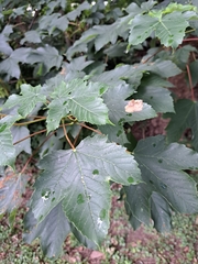 Acer pseudoplatanus