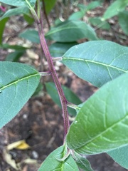 Cestrum elegans