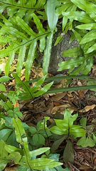 Microsorum pustulatum