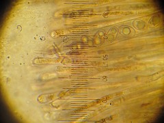 Adelphella babingtonii