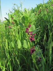 Vicia serratifolia