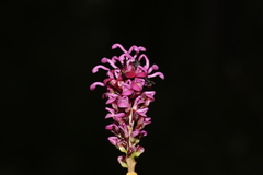 Grevillea quercifolia