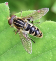 Anasimyia anausis