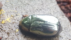 Chrysina chrysargyrea