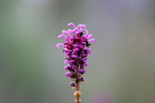 Image of Grevillea quercifolia by (c) Hugo Innes, some rights reserved (CC BY)