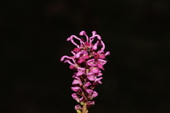 Grevillea quercifolia