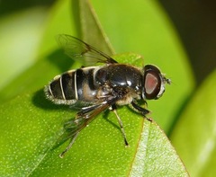Eristalis saxorum